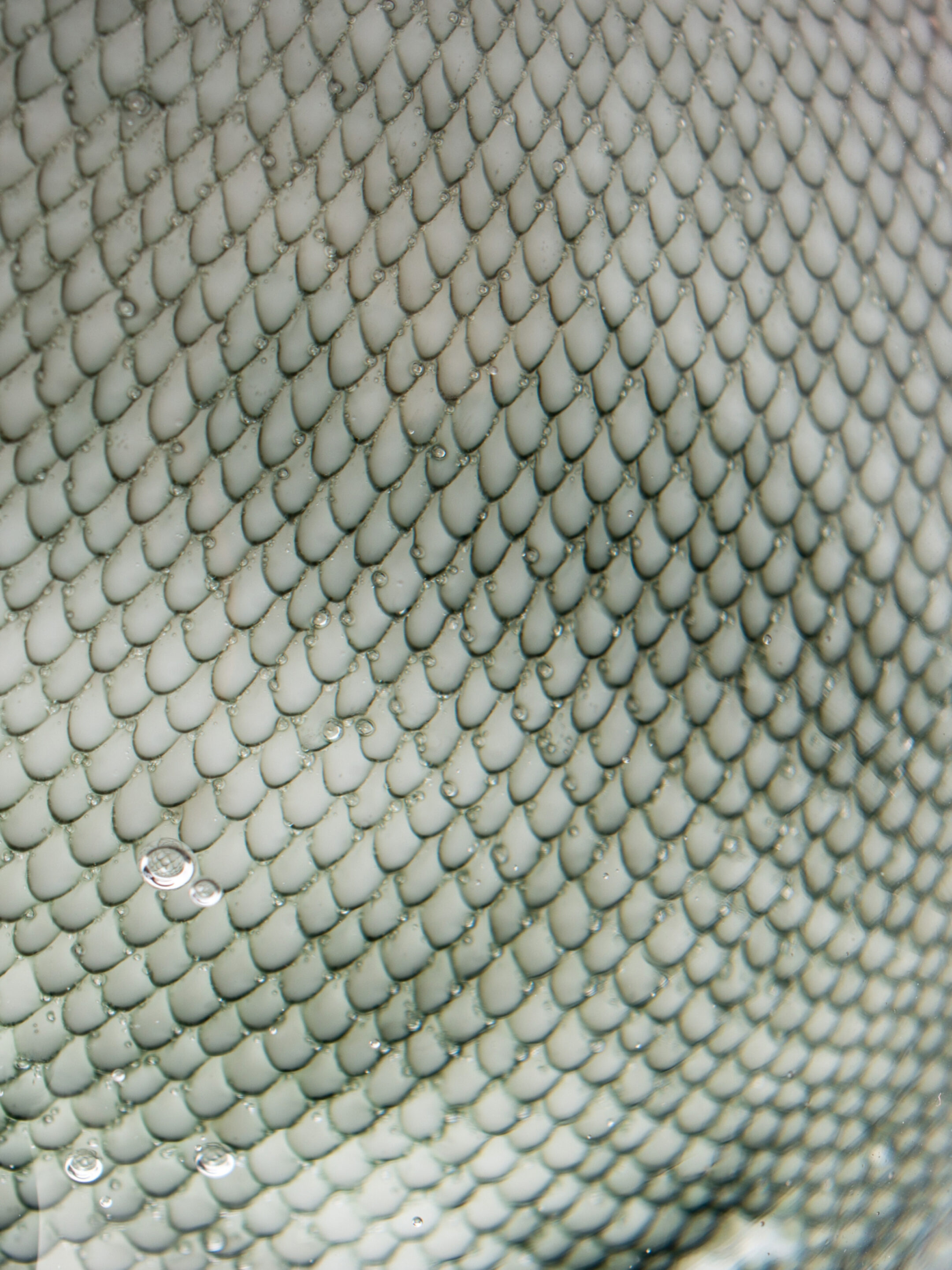 84 2018 108 Pillow