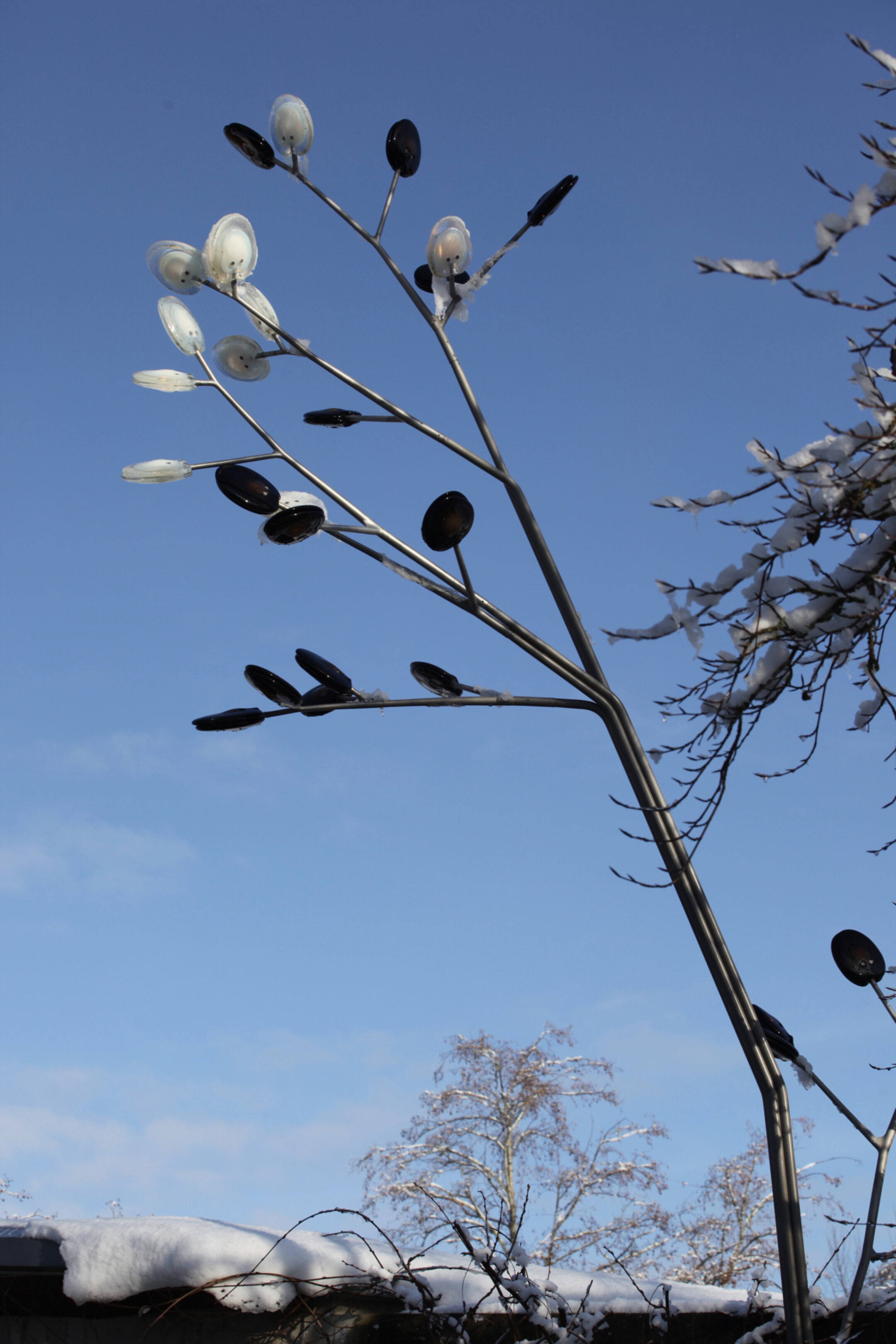 23 2 16 Tree Randy B 9228