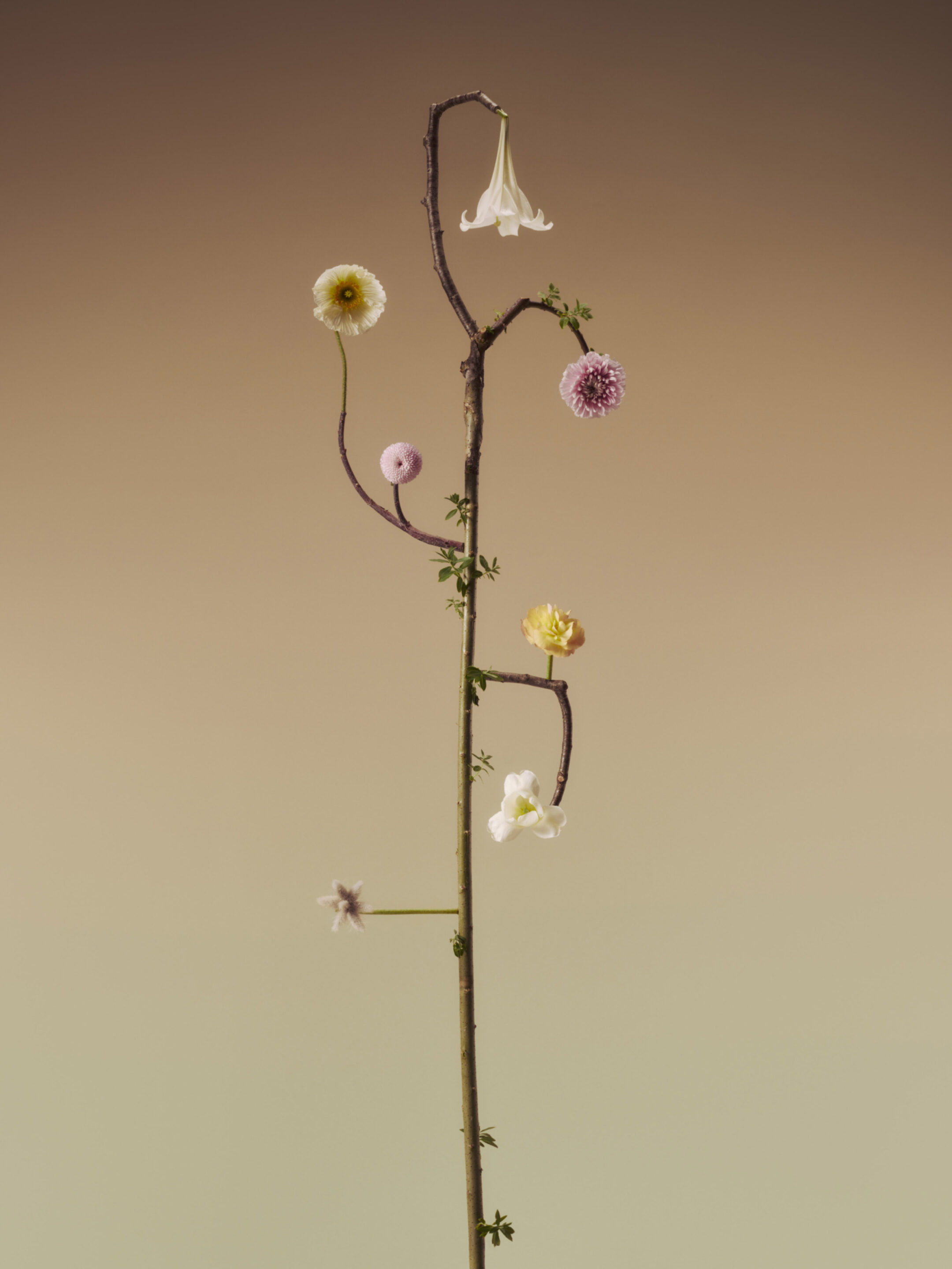 Duality 28 flora Fahim K 2974